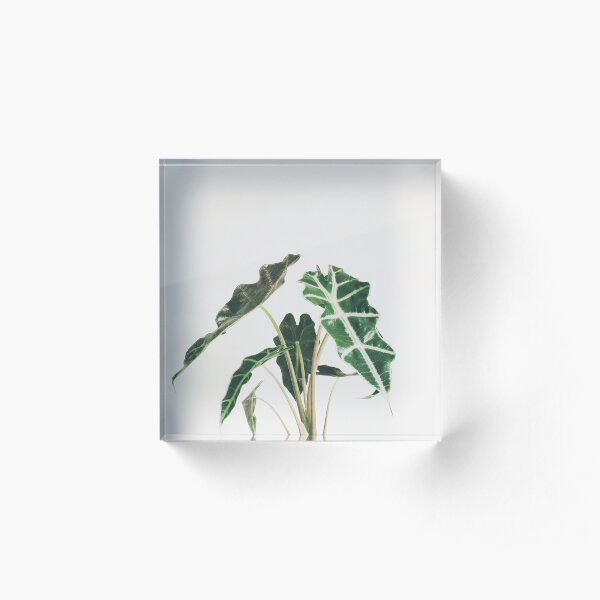 Elephant Ear Acrylic Block