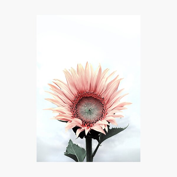 Light Pink Sunflower Photographic Print