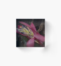 Red Bromiliad Flower Leith Park Victoria 20170726 0984 Acrylic Block