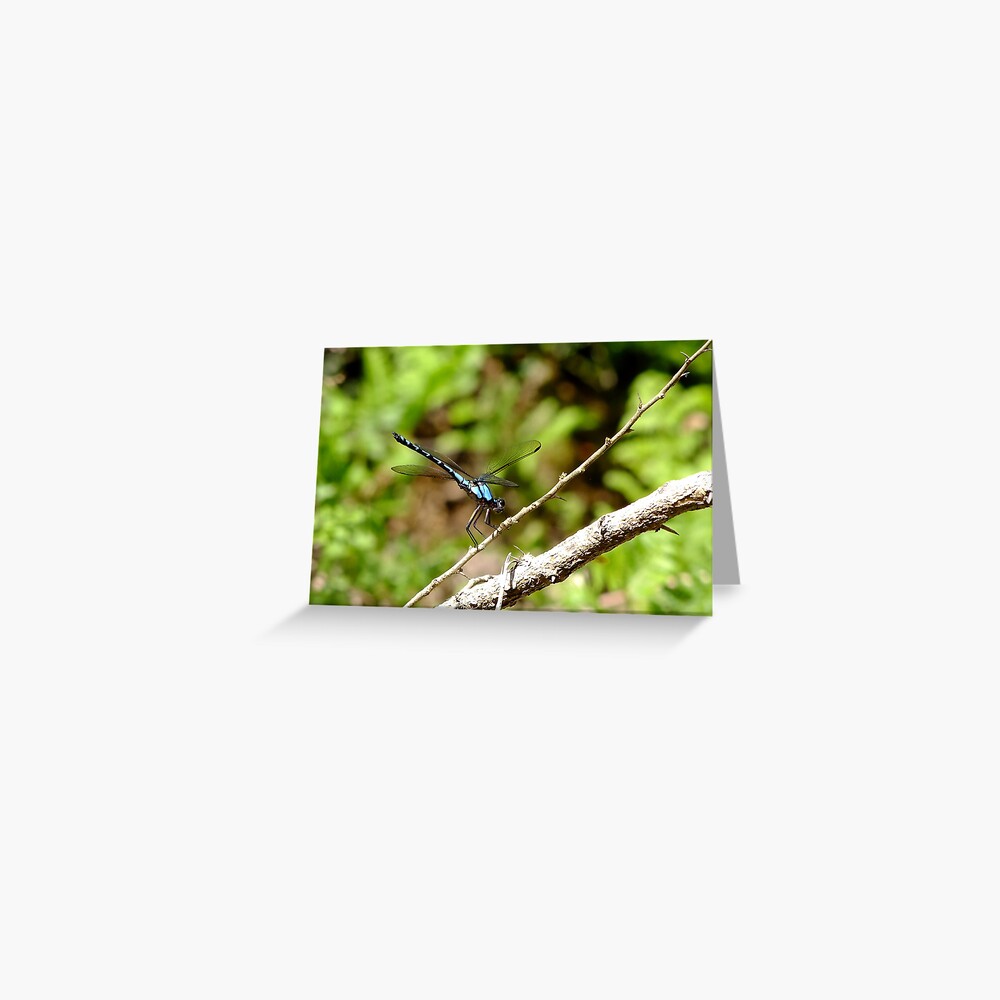 Dragonfly Resting Greeting Card