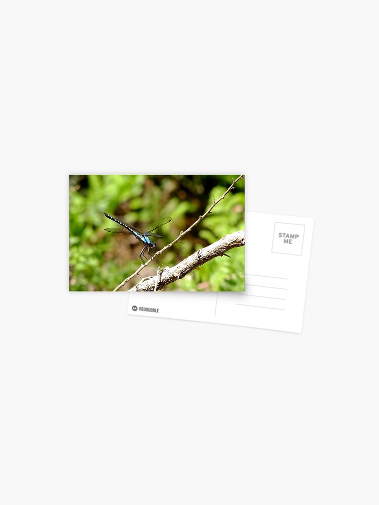Postcard, Dragonfly Resting designed and sold by Trevor Farrell