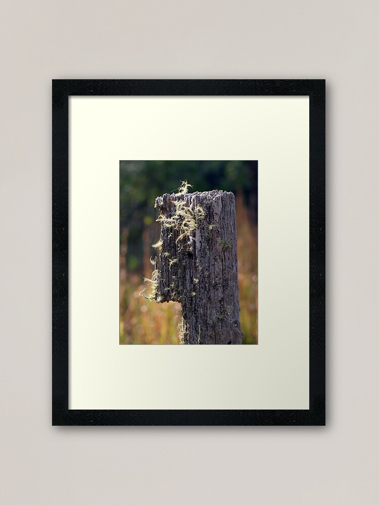 Alternate view of Abandoned Fencepost Framed Art Print