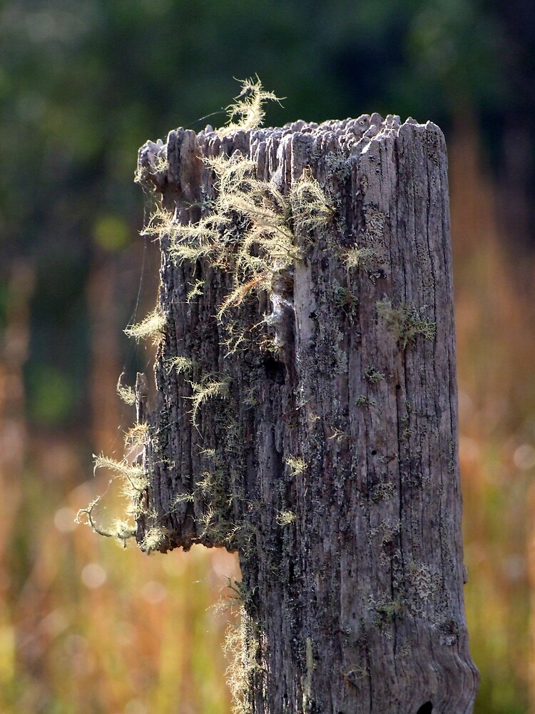 Abandoned Fencepost by theoddshot