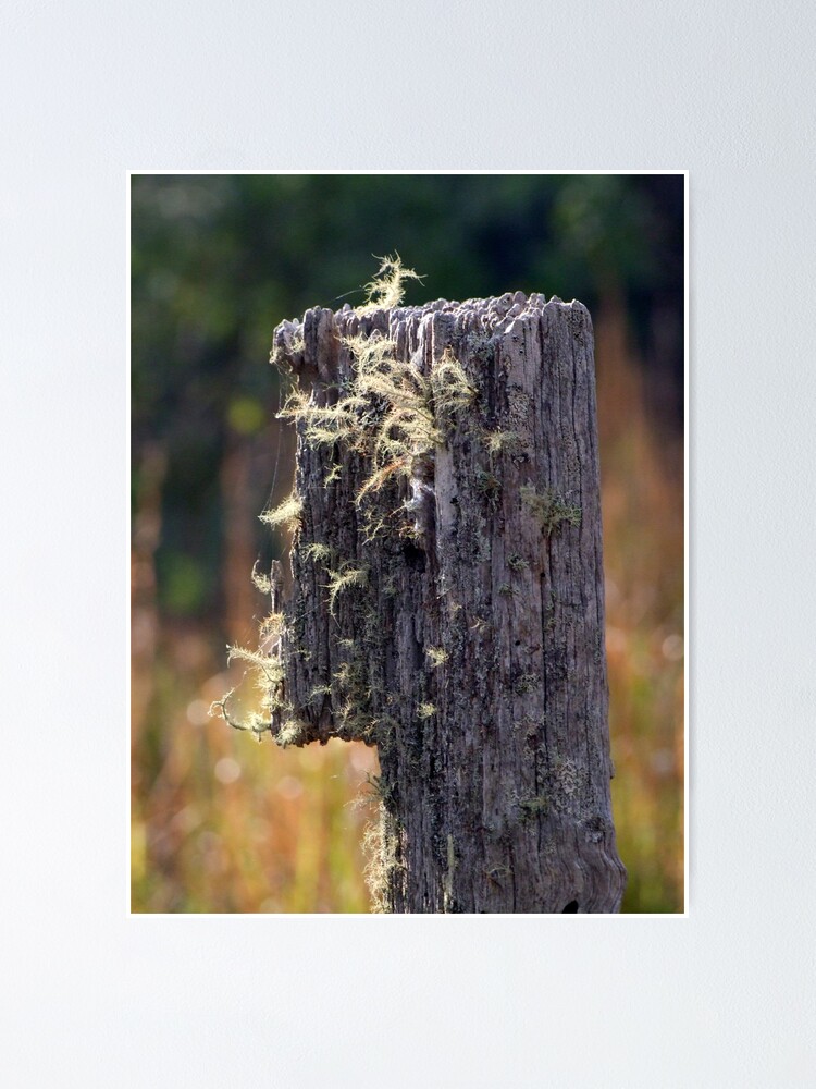 Thumbnail 2 of 3, Poster, Abandoned Fencepost designed and sold by theoddshot.