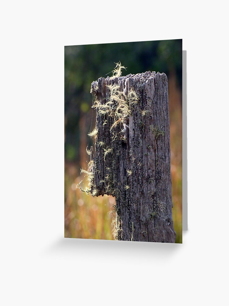 Thumbnail 1 of 2, Greeting Card, Abandoned Fencepost designed and sold by theoddshot.