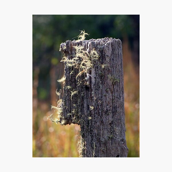 Photographic Print