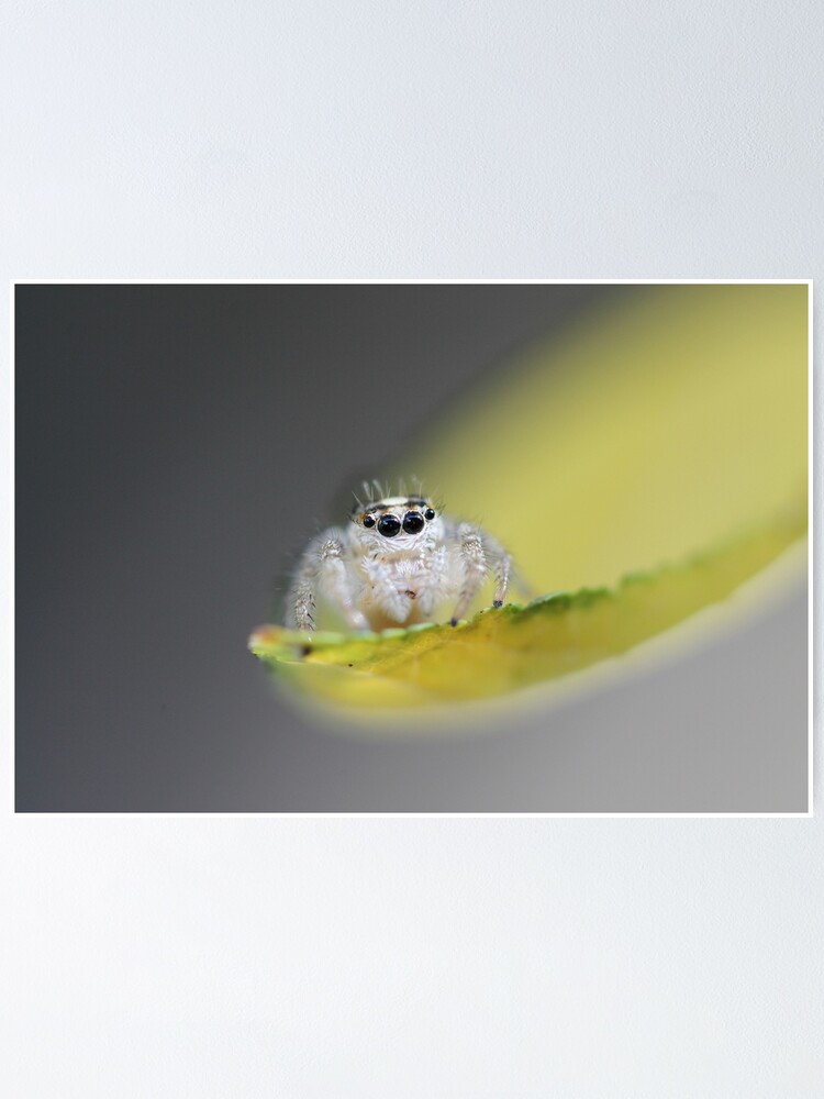 Poster Araignee Sauteuse Par Lizardbeans Redbubble