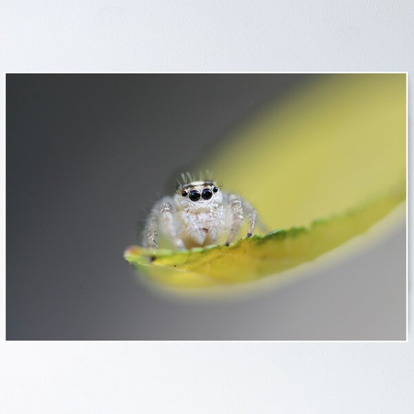Item preview, Jumping Spider designed and sold by LizardBeans.