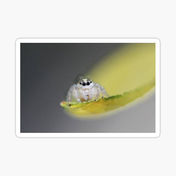 Item preview, Jumping Spider designed and sold by LizardBeans.