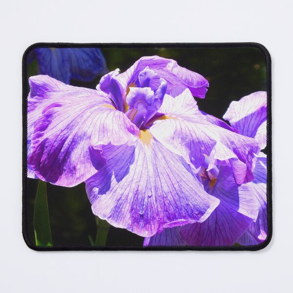 Item preview, Purple irises in San Francisco Botanical Gardens designed and sold by PowerfulPhotos.
