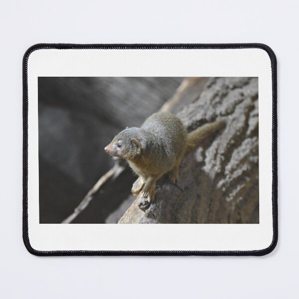 Item preview, Mongoose designed and sold by MarieDarcy97.
