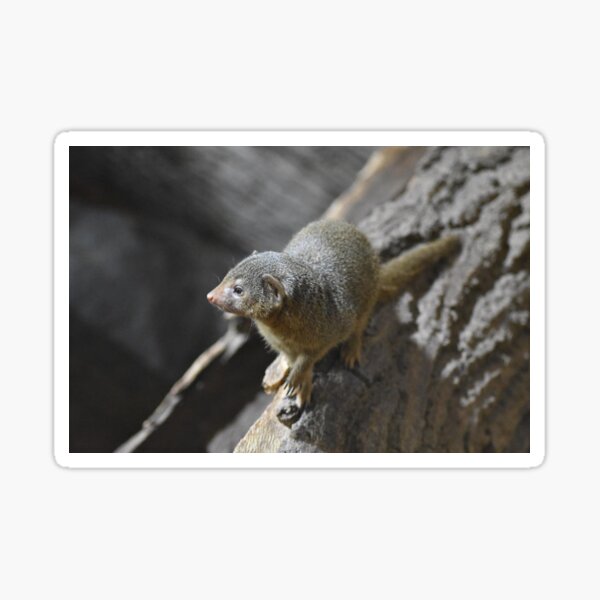 Mongoose Stickers for Sale | Redbubble Mongoose Stickers for Sale | Redbubble