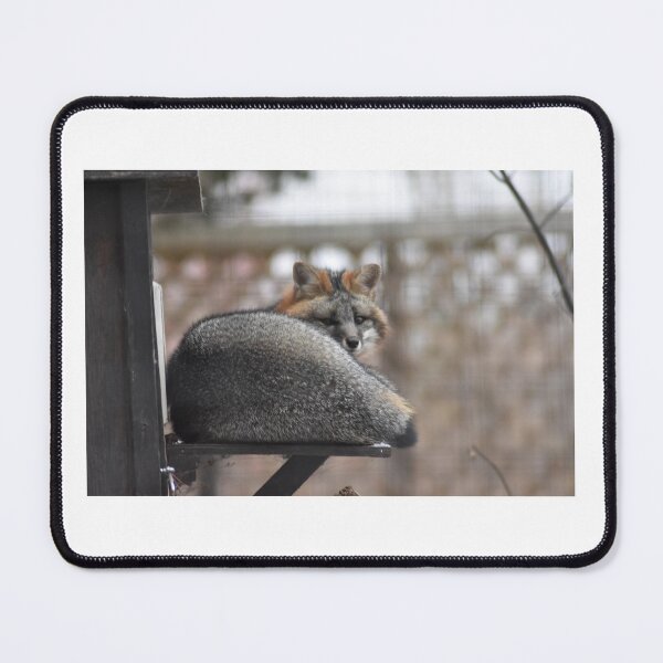 Item preview, Gray Fox designed and sold by MarieDarcy97.