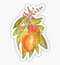 Fresh mango Sticker