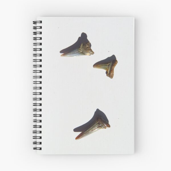 Item preview, Sand Shark Teeth designed and sold by wiggyofipswich.