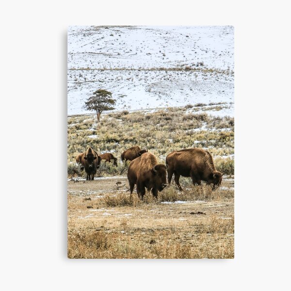 Winter Prairie Grazing Bison Heard Canvas Print