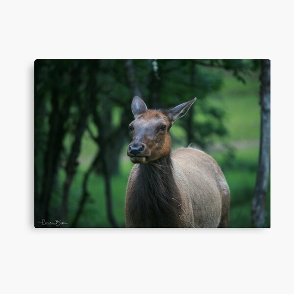 Yellowstone Beauty Canvas Print