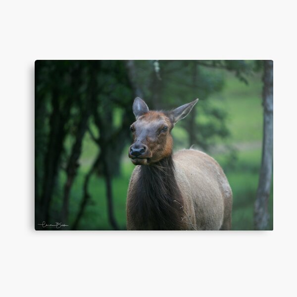 Yellowstone Beauty Metal Print