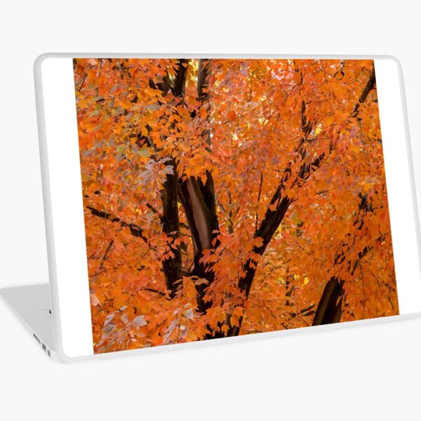 Tree with Fall Foliage Laptop Skin