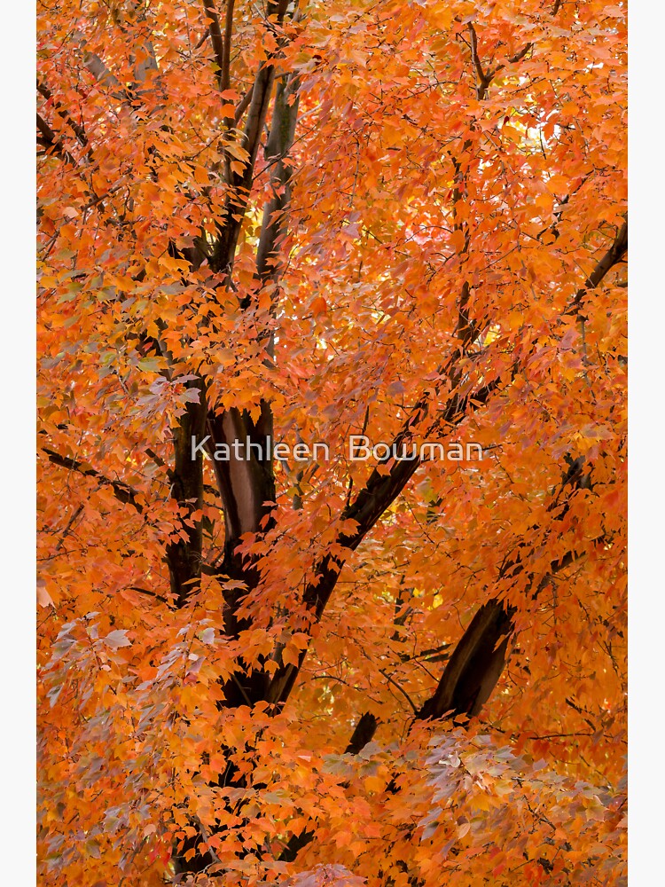 Tree with Fall Foliage by KathleenBowman