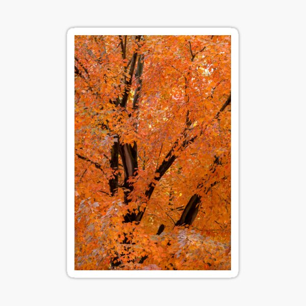 Tree with Fall Foliage Sticker