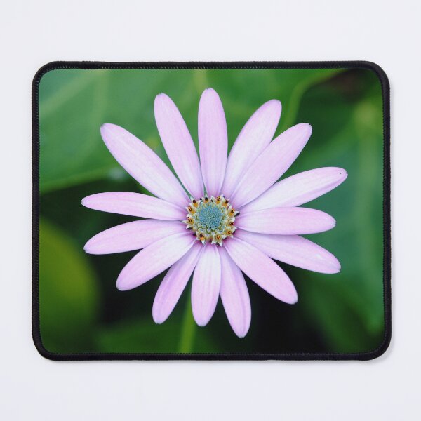 Item preview, cape daisy designed and sold by iago rodriguez dopico.