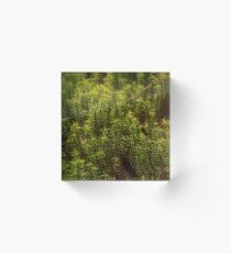 Undergrowth Acrylic Block