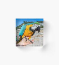 Ara Ararauna - Blue And Yellow Macaw | Rocky Point, New York Acrylic Block