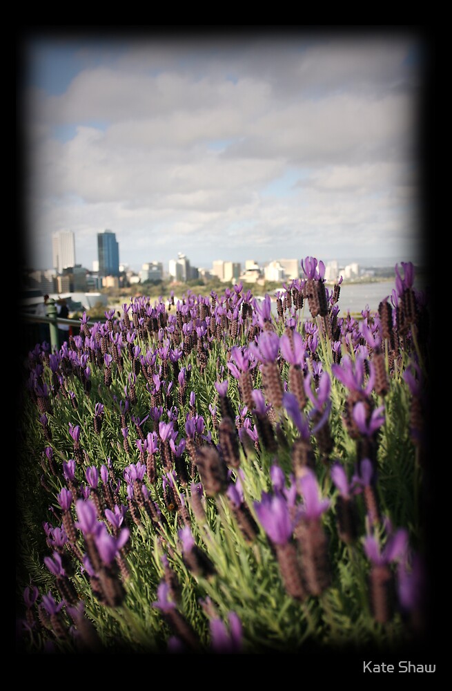 "Lavender Perth" by Kate Shaw Redbubble