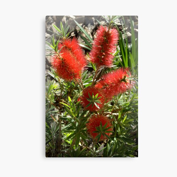 bottlebrush Canvas Print
