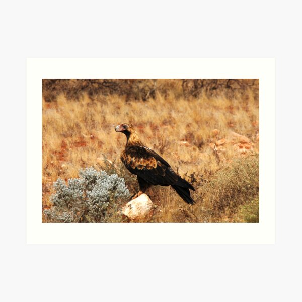 'Eagle Rock' Art Print