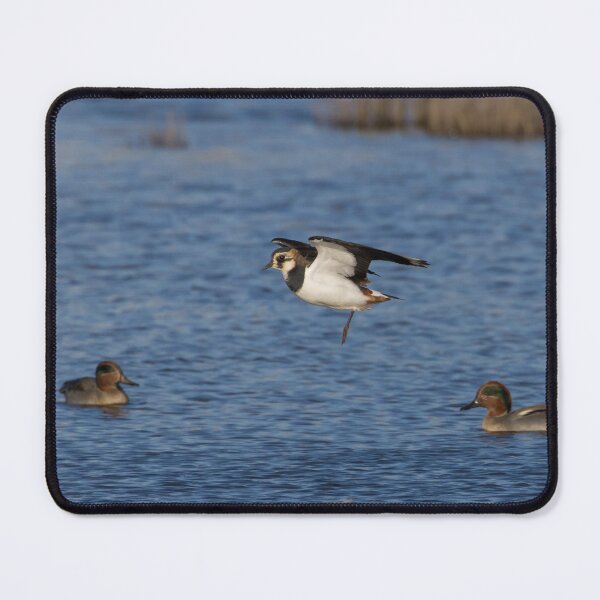 Item preview, Lapwing designed and sold by LaurenTucker.