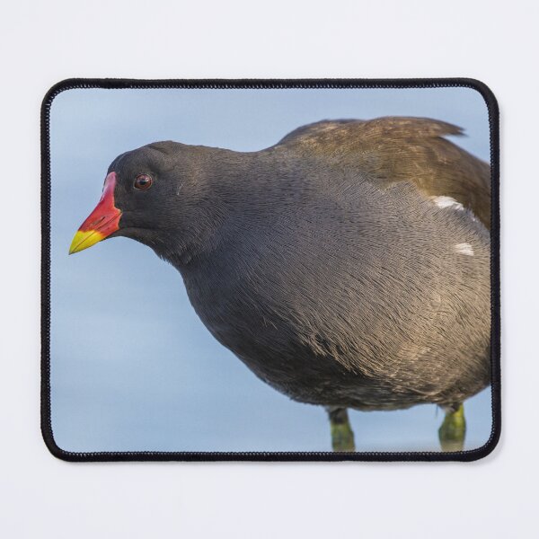Item preview, Moorhen designed and sold by LaurenTucker.