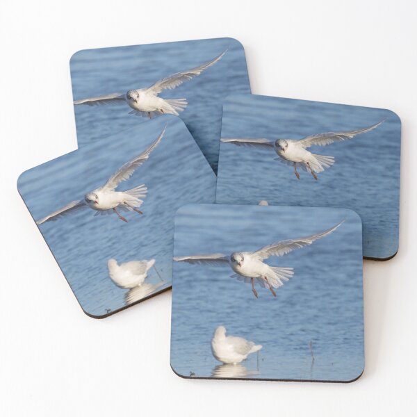 Item preview, Mediterranean Gull designed and sold by LaurenTucker.