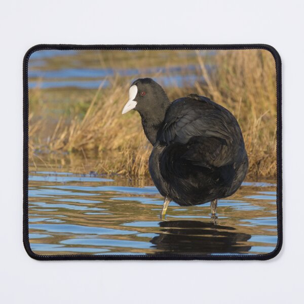 Item preview, Coot designed and sold by LaurenTucker.
