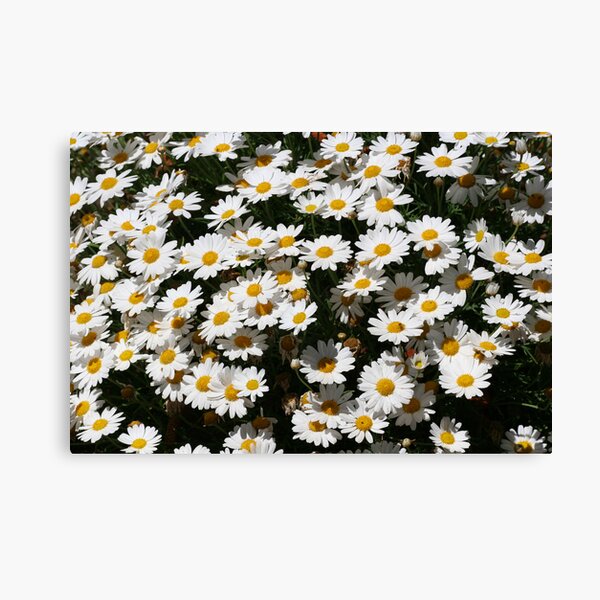 Oxeye Daisies - A Sea of Joy Canvas Print