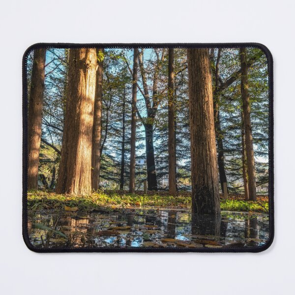 Item preview, Metasequoia trees in Gangneung designed and sold by aaronchoi.