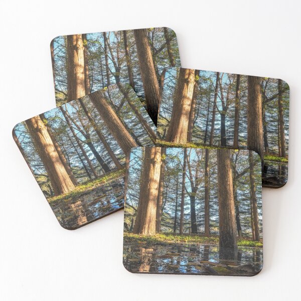 Item preview, Metasequoia trees in Gangneung designed and sold by aaronchoi.