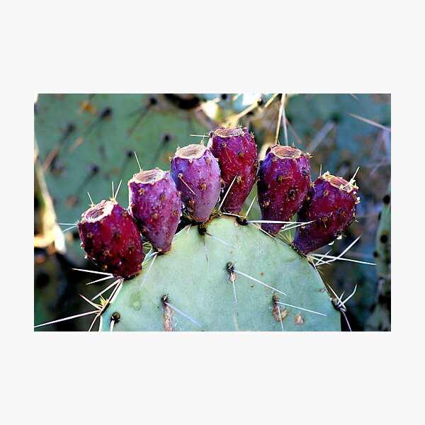 Item preview, Prickly Pear designed and sold by Stephanie  Newbold.