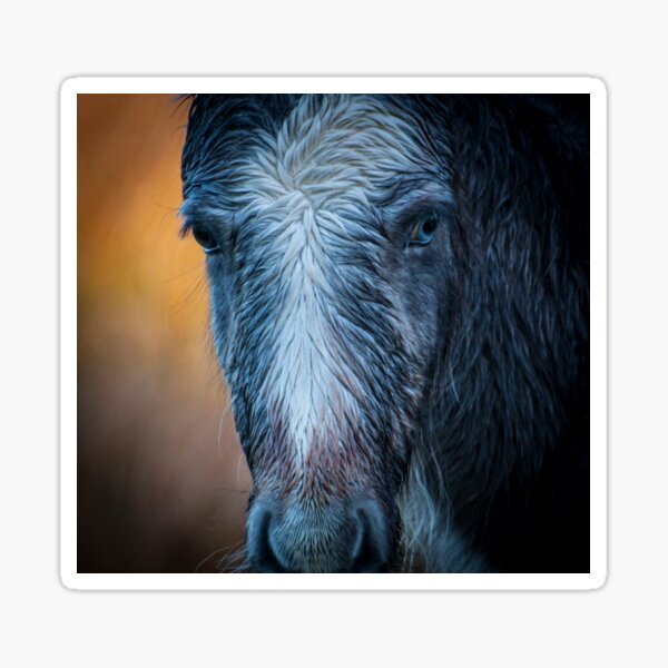 Wild horse with Blue Eye Sticker
