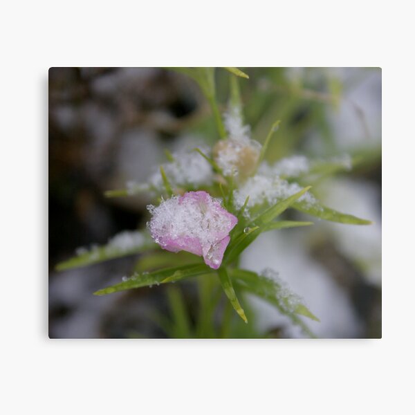 Mixed Seasons Metal Print