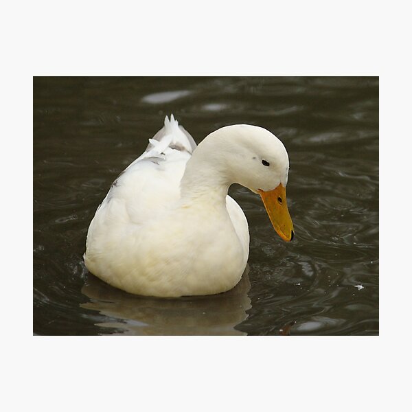 Little White Duck Photographic Print