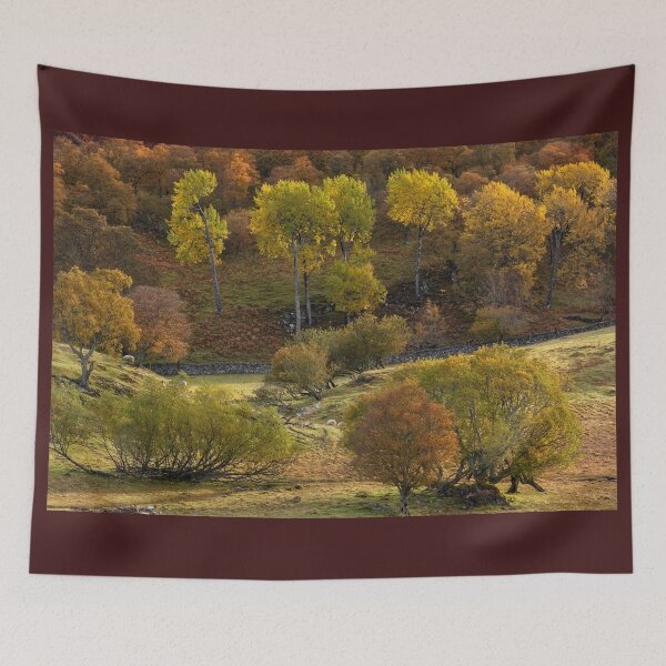 Item preview, Aspen, Birch and Willow in Autumn, Scotland. designed and sold by PhotosEcosse.
