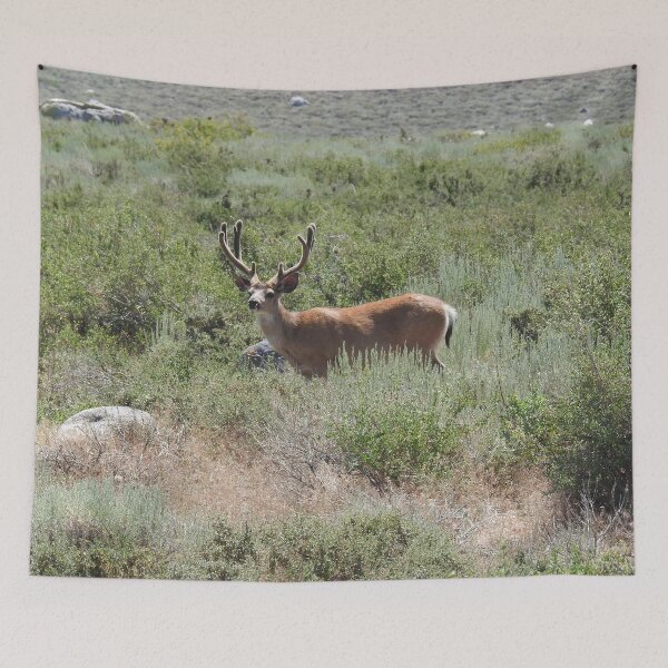 Item preview, Mule deer, buck, wildlife gifts, wild animals designed and sold by Sandra O'Toole.