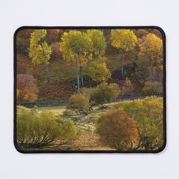 Item preview, Aspen, Birch and Willow in Autumn, Scotland. designed and sold by PhotosEcosse.