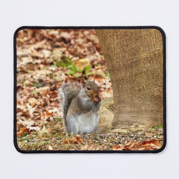 Item preview, Hungry Squirrel designed and sold by Frankie Cat Photography.