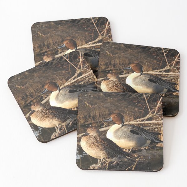 Item preview, Northern pintail ducks, wildlife gifts, waterfowl designed and sold by Sandra O'Toole.