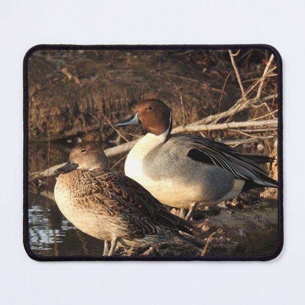 Item preview, Northern pintail ducks, wildlife gifts, waterfowl designed and sold by Sandra O'Toole.