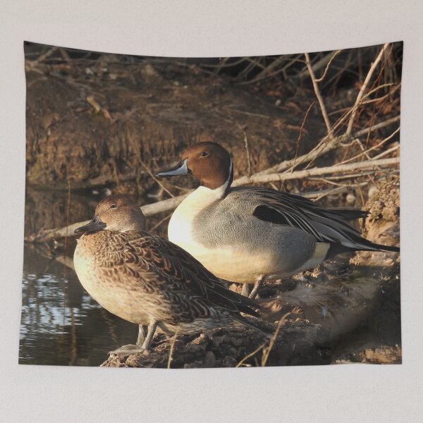 Item preview, Northern pintail ducks, wildlife gifts, waterfowl designed and sold by Sandra O'Toole.