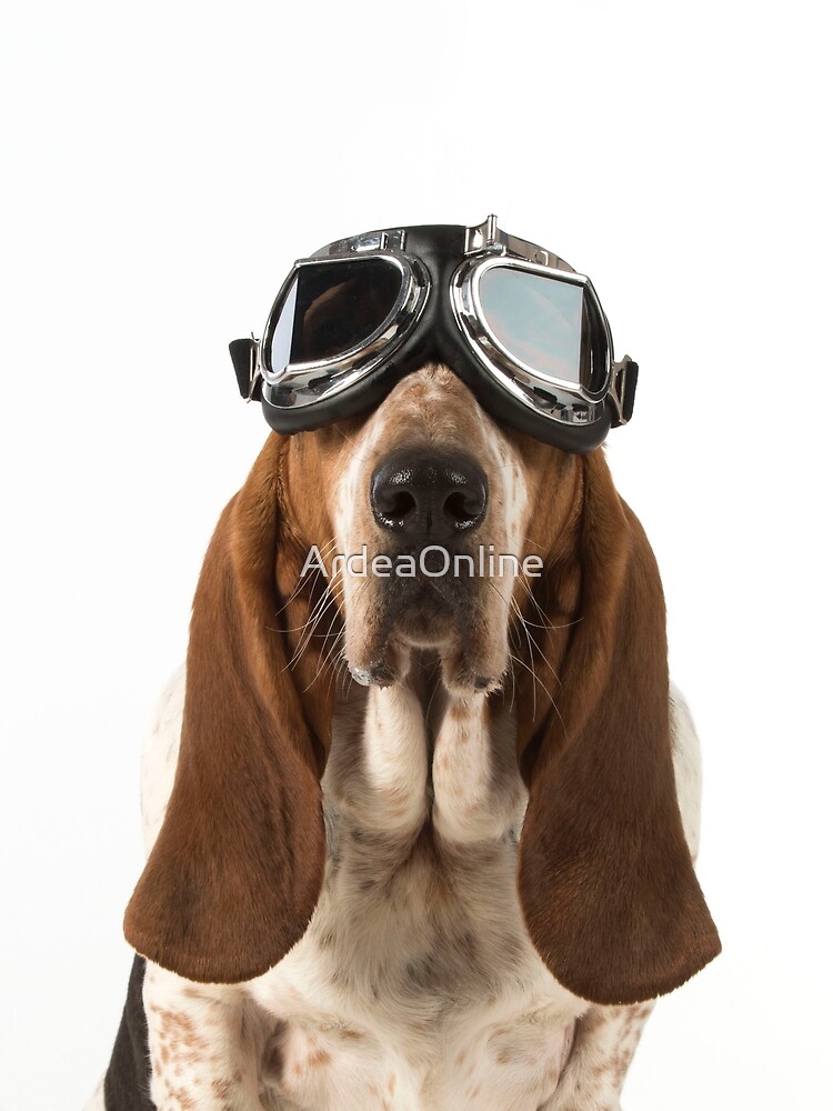 Basset Hound dog wearing flying goggles